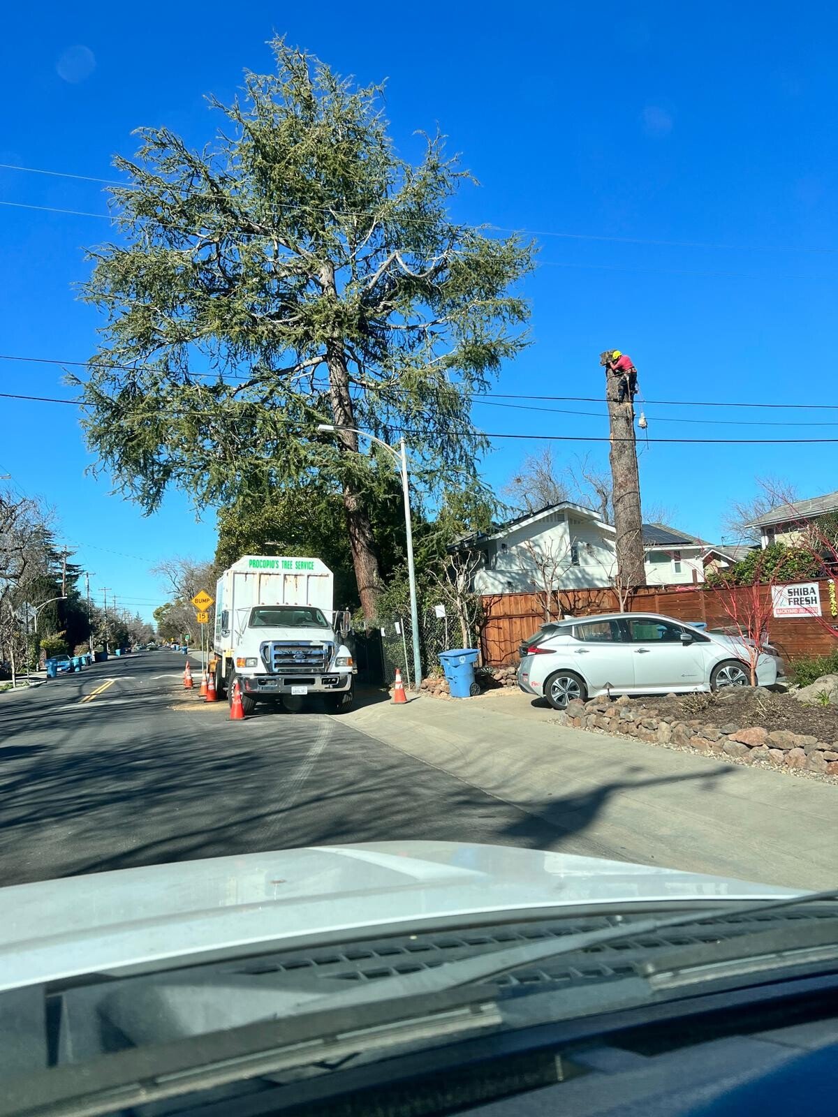 Procopio's Tree Service crew performing professional tree removal