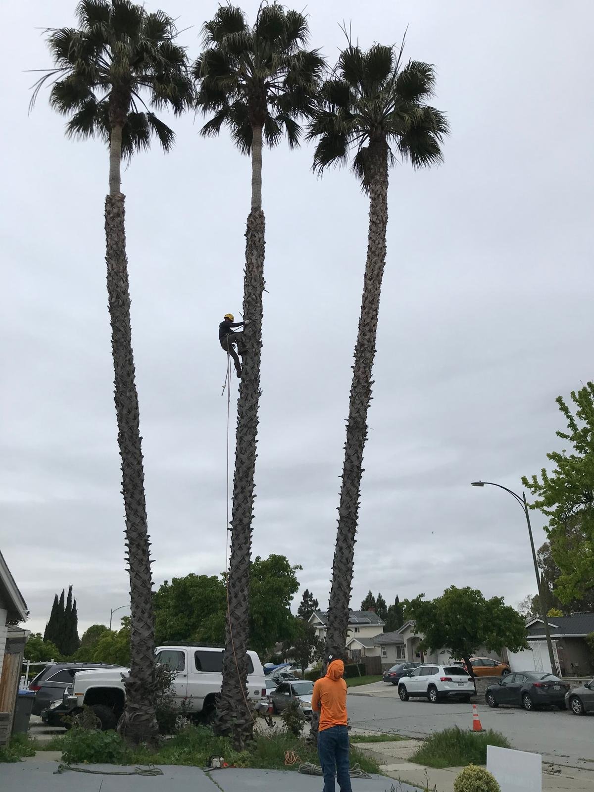Procopio's palm removal work