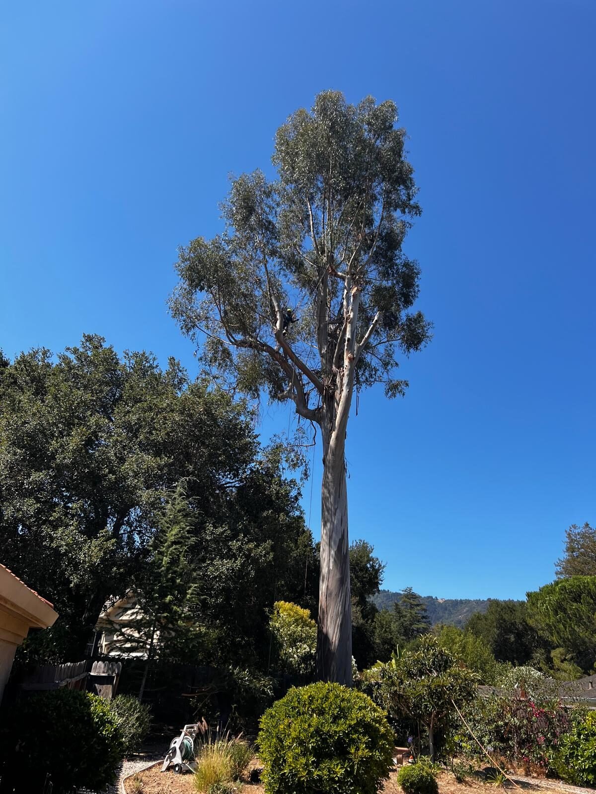 Tree service project in San Jose