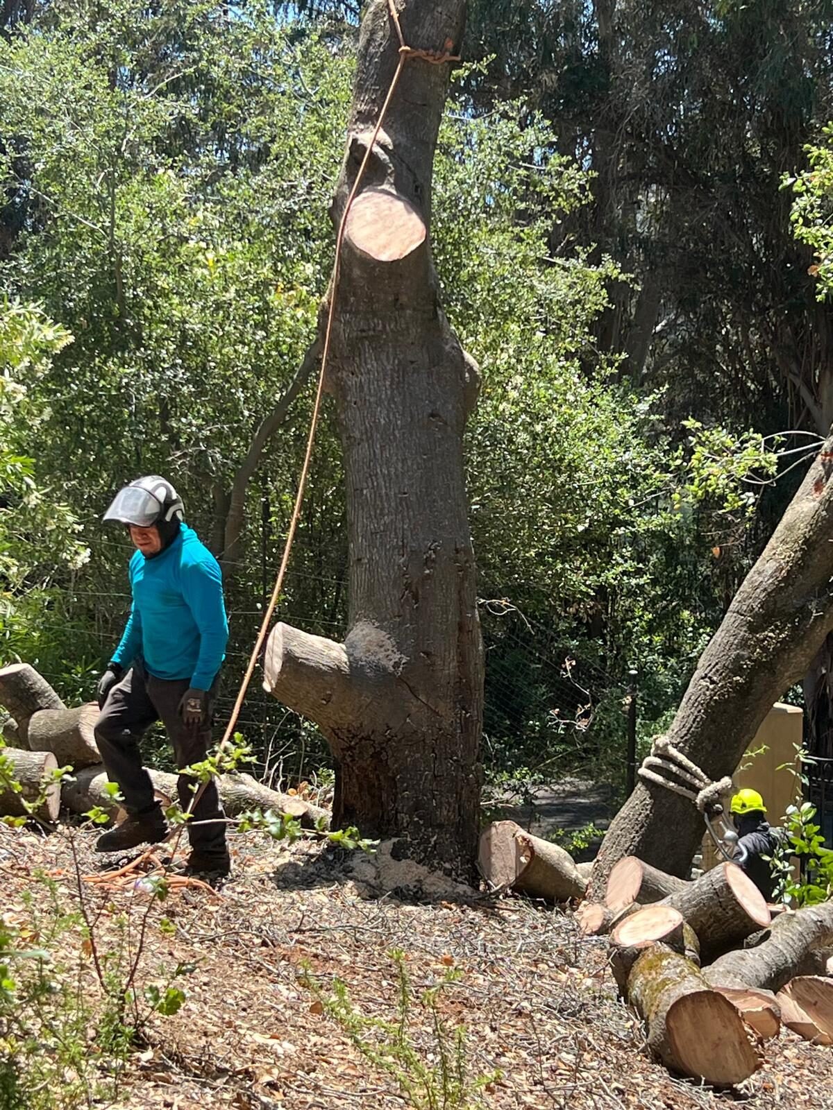 Procopio's Tree Service equipment