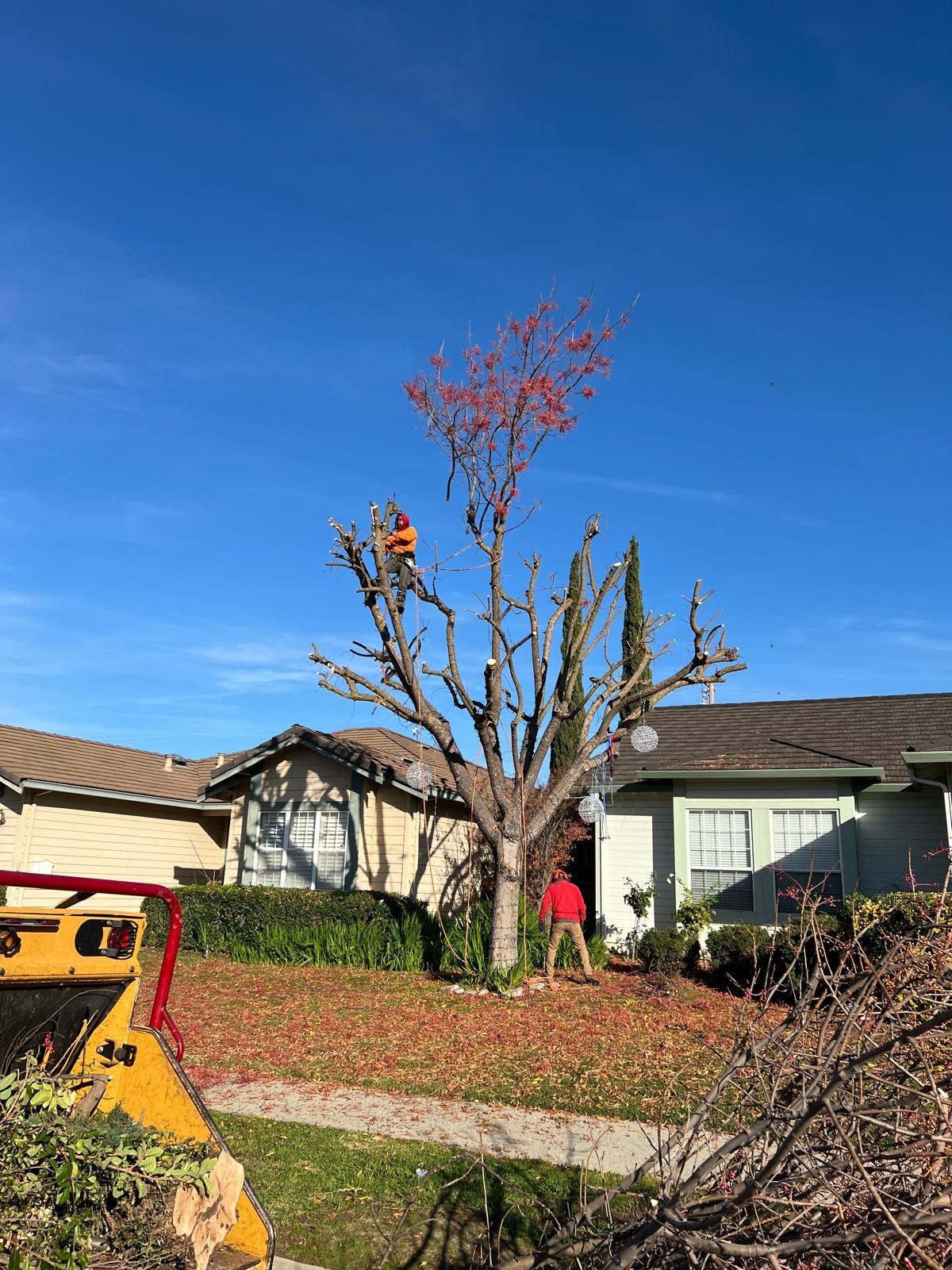 Procopio's tree pruning work