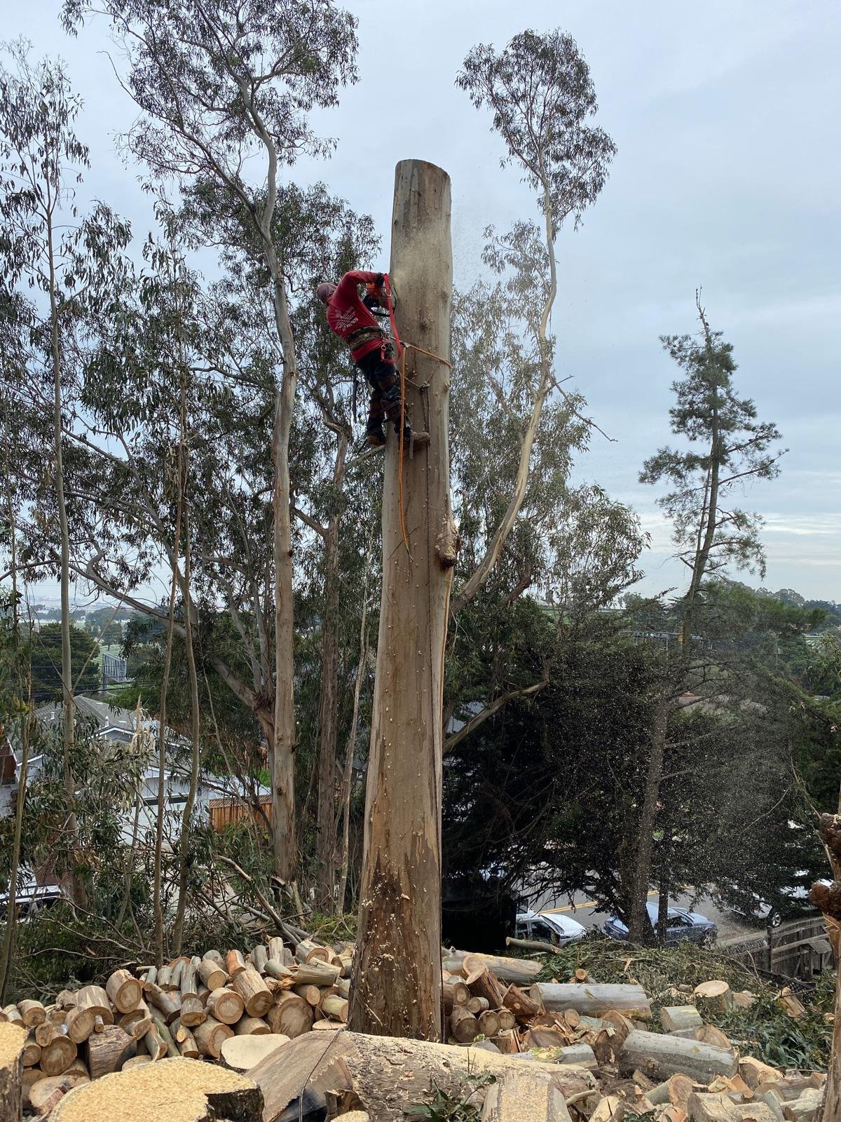 Professional tree removal arborist
