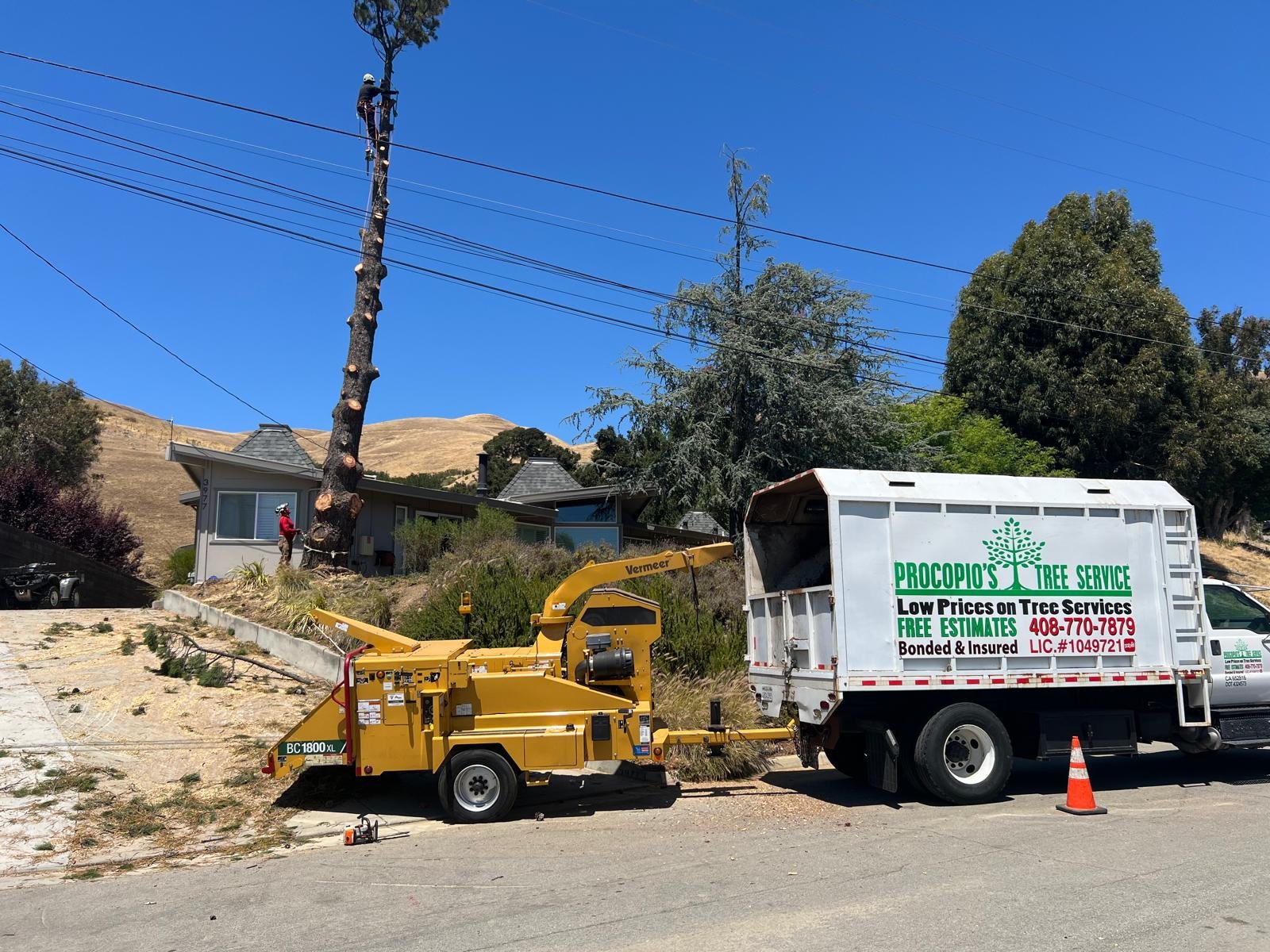Professional tree trimming